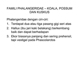 FAMILI PHALANGERIDAE – KOALA, POSSUM
DAN KUSKUS
Phalangeridae dengan ciri-ciri:
1. Terdapat dua atau tiga pasang gigi seri atas
2. Hallux (ibu jari kaki belakang) berkembang
baik dan dapat berhadapan
3. Ekor biasanya panjang dan sering prehensil,
tapi vestigel pada Phascolarctos
 