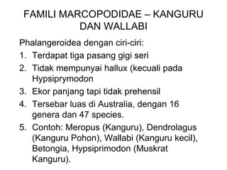 FAMILI MARCOPODIDAE – KANGURU
DAN WALLABI
Phalangeroidea dengan ciri-ciri:
1. Terdapat tiga pasang gigi seri
2. Tidak mempunyai hallux (kecuali pada
Hypsiprymodon
3. Ekor panjang tapi tidak prehensil
4. Tersebar luas di Australia, dengan 16
genera dan 47 species.
5. Contoh: Meropus (Kanguru), Dendrolagus
(Kanguru Pohon), Wallabi (Kanguru kecil),
Betongia, Hypsiprimodon (Muskrat
Kanguru).
 
