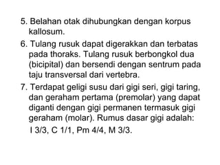 5. Belahan otak dihubungkan dengan korpus
kallosum.
6. Tulang rusuk dapat digerakkan dan terbatas
pada thoraks. Tulang rusuk berbongkol dua
(bicipital) dan bersendi dengan sentrum pada
taju transversal dari vertebra.
7. Terdapat geligi susu dari gigi seri, gigi taring,
dan geraham pertama (premolar) yang dapat
diganti dengan gigi permanen termasuk gigi
geraham (molar). Rumus dasar gigi adalah:
I 3/3, C 1/1, Pm 4/4, M 3/3.
 