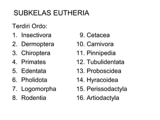 SUBKELAS EUTHERIA
Terdiri Ordo:
1. Insectivora 9. Cetacea
2. Dermoptera 10. Carnivora
3. Chiroptera 11. Pinnipedia
4. Primates 12. Tubulidentata
5. Edentata 13. Proboscidea
6. Pholidota 14. Hyracoidea
7. Logomorpha 15. Perissodactyla
8. Rodentia 16. Artiodactyla
 