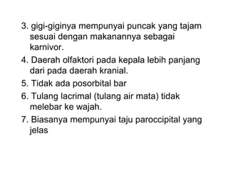 3. gigi-giginya mempunyai puncak yang tajam
sesuai dengan makanannya sebagai
karnivor.
4. Daerah olfaktori pada kepala lebih panjang
dari pada daerah kranial.
5. Tidak ada posorbital bar
6. Tulang lacrimal (tulang air mata) tidak
melebar ke wajah.
7. Biasanya mempunyai taju paroccipital yang
jelas
 