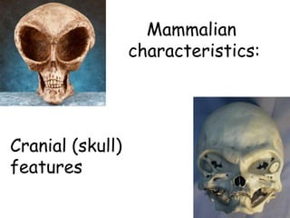 Mammalian
characteristics:
Cranial (skull)
features
 