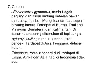 7. Contoh:
- Echinosorex gymnurus, rambut agak
panjang dan kasar sedang sebelah bawah
rambutnya lembut. Mengeluarkan bau seperti
bawang busuk. Terdapat di Burma, Thailand,
Malaysia, Sumatera, dan Kalimantan. Di
dasar hutan sering ditemukan di tepi sungai.
- Hylomys suillus, rambut pendek, ekor
pendek. Terdapat di Asia Tenggara, didasar
hutan.
- Erinaceus, rambut seperti duri, terdapat di
Eropa, Afrika dan Asia, tapi di Indonesia tidak
ada.
 
