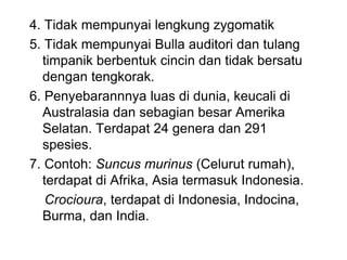4. Tidak mempunyai lengkung zygomatik
5. Tidak mempunyai Bulla auditori dan tulang
timpanik berbentuk cincin dan tidak bersatu
dengan tengkorak.
6. Penyebarannnya luas di dunia, keucali di
Australasia dan sebagian besar Amerika
Selatan. Terdapat 24 genera dan 291
spesies.
7. Contoh: Suncus murinus (Celurut rumah),
terdapat di Afrika, Asia termasuk Indonesia.
Crocioura, terdapat di Indonesia, Indocina,
Burma, dan India.
 