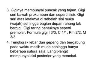 3. Giginya mempunyai puncak yang tajam. Gigi
seri bawah prokumben dan seperti sisir. Gigi
seri atas letaknya di sebelah sisi muka
(wajah) sehingga bagian depan rahang tak
bergigi. Gigi taring bentuknya seperti
premolar. Formula gigi I 3/3, C 1/1, Pm 2/2, M
3/3.
4. Tengkorak lebar dan gepeng dan bergabung
pada waktu masih muda sehingga hanya
beberapa sutura saja. Langit-langit
mempunyai sisi posterior yang menebal.
 