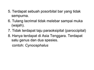 5. Terdapat sebuah posorbital bar yang tidak
sempurna.
6. Tulang lacrimal tidak melebar sampai muka
(wajah).
7. Tidak terdapat taju paraoksipital (paroccipital)
8. Hanya terdapat di Asia Tenggara. Terdapat
satu genus dan dua spesies.
contoh: Cynocephalus
 