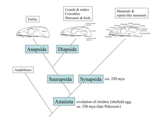 Anapsida Diapsida
SynapsidaSaurapsida
Turtles
Lizards & snakes
Crocodiles
Dinosaurs & birds
Mammals &
reptile-like mammals
Amniota -evolution of cleidoic (shelled) egg;
ca. 350 mya (late Paleozoic)
Amphibians
-ca. 320 mya
 