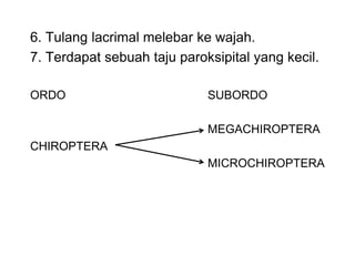 6. Tulang lacrimal melebar ke wajah.
7. Terdapat sebuah taju paroksipital yang kecil.
ORDO SUBORDO
MEGACHIROPTERA
CHIROPTERA
MICROCHIROPTERA
 
