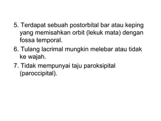 5. Terdapat sebuah postorbital bar atau keping
yang memisahkan orbit (lekuk mata) dengan
fossa temporal.
6. Tulang lacrimal mungkin melebar atau tidak
ke wajah.
7. Tidak mempunyai taju paroksipital
(paroccipital).
 