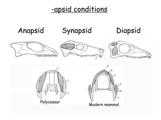 -apsid conditions
Anapsid Synapsid Diapsid
Pelycosaur
Modern mammal
 