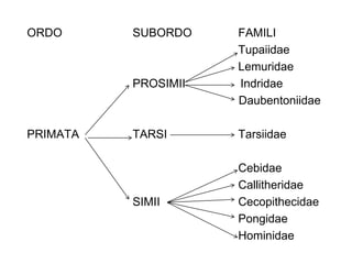 ORDO SUBORDO FAMILI
Tupaiidae
Lemuridae
PROSIMII Indridae
Daubentoniidae
PRIMATA TARSI Tarsiidae
Cebidae
Callitheridae
SIMII Cecopithecidae
Pongidae
Hominidae
 