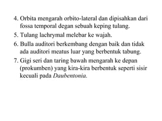 4. Orbita mengarah orbito-lateral dan dipisahkan dari
fossa temporal degan sebuah keping tulang.
5. Tulang lachrymal melebar ke wajah.
6. Bulla auditori berkembang dengan baik dan tidak
ada auditori meatus luar yang berbentuk tabung.
7. Gigi seri dan taring bawah mengarah ke depan
(prokumben) yang kira-kira berbentuk seperti sisir
kecuali pada Daubentonia.
 