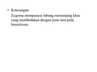 • Keterangan:
Zygoma mempunyai lubang memanjang khas
yang membedakan dengan jenis lain pada
Insectivora.
 