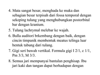 4. Mata sangat besar, menghada ke muka dan
sebagian besar terpisah dari fossa temporal dengan
sekeping tulang yang menghubungkan postorbital
bar dengan kranium.
5. Tulang lachrymal melebar ke wajah.
6. Bulla auditori brkembang dengan baik, dengan
cincin timpanik membentuk meatus telinga luar
bentuk tabung dari tulang.
7. Gigi seri bawah vertikal. Formula gigi I 2/1, c 1/1,
Pm 3/3, M 3/3.
8. Semua jari mempunyai bantalan penghisap. Ibu
jari kaki dan tangan dapat berhadapan dengan
 