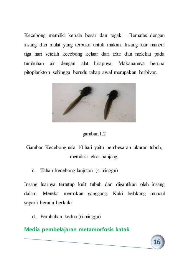 Modul metamorfosis katak