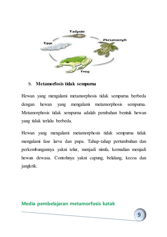 880 Gambar Pertumbuhan Hewan Katak HD Terbaru
