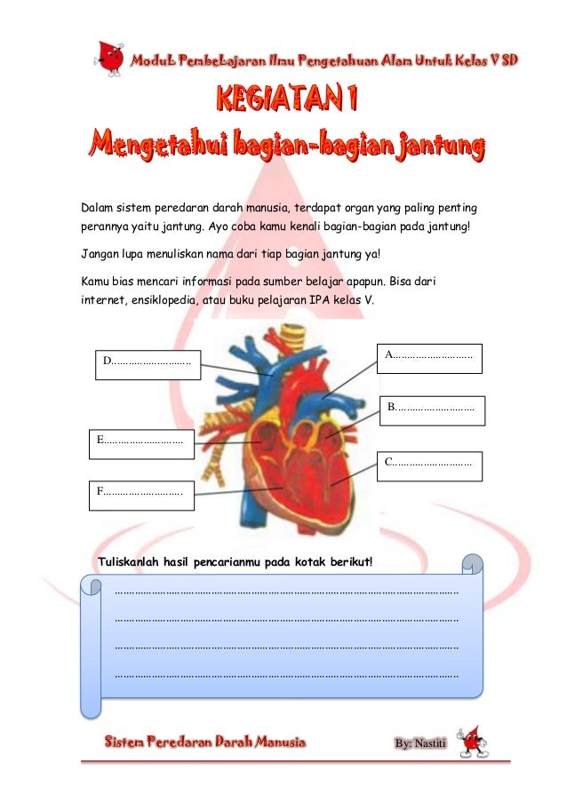 Soal essay dan jawaban tentang sistem peredaran darah pada manusia