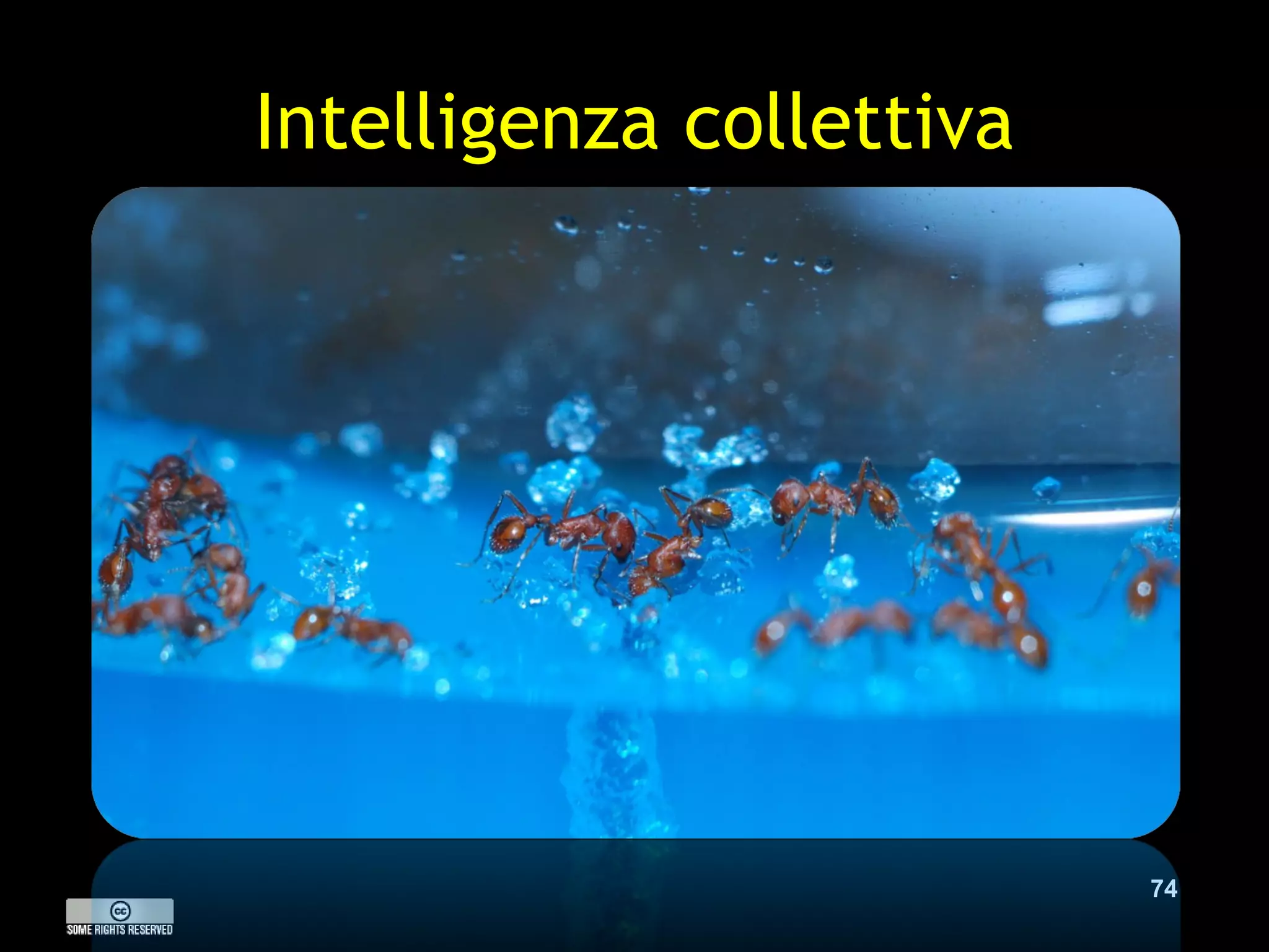 Intelligenza collettiva 
