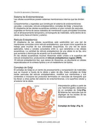 Sistema de Endomembranas
Las células eucarióticas poseen sistemas membranosos internos que las dividen
en
compartimientos u organelas que constituyen el sistema de endomembranas:
vacuolas y vesículas, retículo endoplasmático, complejo de Golgi y lisosomas.
El citoplasma de las células eucarióticas contiene un gran número de vesículas,
organelas en forma de sacos rodeados de membranas cuyas principales funciones
son el almacenamiento temporario y el transporte de materiales, tanto dentro de la
célula como hacia el interior y exterior.

Retículo Endoplásmico
El citoplasma de las células eucarióticas está subdividido por una red de
membranas conocidas como retículo endoplásmico, que sirven como superficie de
trabajo para muchas de sus actividades bioquímicas. Es una red de sacos
aplanados, tubos y canales conectados entre sí, que caracteriza a las células
eucarióticas. La cantidad de retículo endoplásmico de una célula no es fija, sino
que aumenta o disminuye de acuerdo con la actividad celular.
En las células eucarióticas muchos ribosomas están unidos a la superficie del
retículo endoplásmico, produciendo el retículo endoplásmico rugoso (RER).
 El retículo endoplásmico liso, que carece de ribosomas, es abundante en células
especializadas en la síntesis lipídica o en el metabolismo de lípidos.

Complejo de Golgi
El complejo de Golgi es un centro de procesamiento y compactación de materiales
que se mueven a través de la célula y salen de ella. Cada complejo de Golgi
recibe vesículas del retículo endoplasmático, modifica sus membranas y sus
contenidos e incorpora los productos terminados en vesículas de transporte que
los llevan a otras partes del sistema de endomembranas, a la superficie celular y
al exterior de la célula.

                                                  Interpretación gráfica a partir de
                                                  una fotomicrografía electrónica
                                                  de un complejo de Golgi.(Fig.
                                                  5) Nótense las vesículas que se
                                                  segregan de los bordes de las
                                                  cisternas aplanadas.



                                                  Complejo de Golgi. (Fig. 5)




                          WWW.AYV.UNRC.EDU.AR                                     9
 