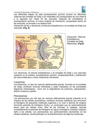 Las diferentes etapas de este procesamiento químico ocurren en diferentes
cisternas del complejo de Golgi y los materiales son transportados de una cisterna
a la siguiente por medio de las vesículas. Después de completarse el
procesamiento químico, el nuevo material de membrana, compactado dentro de
las vesículas, es enviado a su destino final.
Interacción de los y ribosomas, el retículo endoplásmico y el complejo de Golgi sus
vesículas. (Fig. 6)



                                                             Interacción : Retículo
                                                             Endoplásmico.
                                                             Complejo de Golgi.
                                                             Ribosomas. (Fig.6)




Los ribosomas, el retículo endoplásmico y el complejo de Golgi y sus vesículas
cooperan en la síntesis, procesamiento químico, empaquetamiento y distribución
de macromoléculas y nuevo material de membrana.

Lisosomas
Los lisosomas, un tipo de vesícula relativamente grande, formada en el complejo
de Golgi, contienen enzimas hidrolíticas y están implicados en las actividades
digestivas intracelulares como son la degradación de proteínas, polisacáridos,
ácidos nucleicos y lípidos.

Peroxisomas
Los peroxisomas son otro tipo de vesícula relativamente grande presente en la
mayoría de las células eucarióticas; contienen enzimas oxidativas que remueven
el hidrógeno de pequeñas moléculas orgánicas y lo unen a átomos de oxígeno
formando peróxido de hidrógeno (H2O2), un compuesto que es extremadamente
tóxico para las células vivas. Otra de las enzimas, la catalasa, escinde
inmediatamente el peróxido de hidrógeno en agua e hidrógeno, evitando cualquier
daño a las células. Los peroxisomas son particularmente abundantes en las
células hepáticas, donde participan en la desintoxicación de algunas sustancias.



                          WWW.AYV.UNRC.EDU.AR                                    10
 