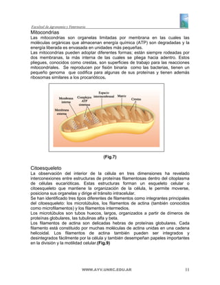 Mitocondrias
Las mitocondrias son organelas limitadas por membrana en las cuales las
moléculas orgánicas que almacenan energía química (ATP) son degradadas y la
energía liberada es envasada en unidades más pequeñas.
Las mitocondrias pueden adoptar diferentes formas; están siempre rodeadas por
dos membranas, la más interna de las cuales se pliega hacia adentro. Estos
pliegues, conocidos como crestas, son superficies de trabajo para las reacciones
mitocondriales. Se reproducen por fisión binaria como las bacterias, tienen un
pequeño genoma que codifica para algunas de sus proteínas y tienen además
ribosomas similares a los procarióticos.




                                      (Fig.7)

Citoesqueleto
La observación del interior de la célula en tres dimensiones ha revelado
interconexiones entre estructuras de proteínas filamentosas dentro del citoplasma
de células eucarióticas. Estas estructuras forman un esqueleto celular o
citoesqueleto que mantiene la organización de la célula, le permite moverse,
posiciona sus organelas y dirige el tránsito intracelular.
Se han identificado tres tipos diferentes de filamentos como integrantes principales
del citoesqueleto: los microtúbulos, los filamentos de actina (también conocidos
como microfilamentos) y los filamentos intermedios.
Los microtúbulos son tubos huecos, largos, organizados a partir de dímeros de
proteínas globulares, las tubulinas alfa y beta.
Los filamentos de actina son delicadas hebras de proteínas globulares. Cada
filamento está constituido por muchas moléculas de actina unidas en una cadena
helicoidal. Los filamentos de actina también pueden ser integrados y
desintegrados fácilmente por la célula y también desempeñan papeles importantes
en la división y la motilidad celular.(Fig.9)




                           WWW.AYV.UNRC.EDU.AR                                   11
 