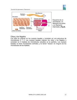 Esquema de un
                                                          microtúbulo, un
                                                          filamento de actina
                                                          y un filamento
                                                          intermedio. (Fig.9).




Cilios y los flagelos
Los cilios se originan en los cuerpos basales y consisten en una estructura de
microtúbulos 9 + 2. Los cuerpos basales originan los cilios y los flagelos y
consisten en 9 tripletes de microtúbulos ubicados en la periferia. Los cuerpos
basales no tiene microtúbulos centrales y no tienen “brazos” en ninguno de los
microtúbulos de los tripletes.




                         WWW.AYV.UNRC.EDU.AR                                12
 