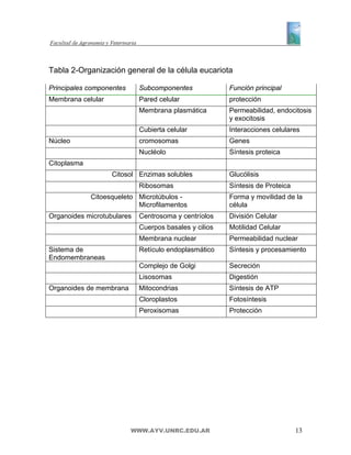 Tabla 2-Organización general de la célula eucariota

Principales componentes     Subcomponentes             Función principal
Membrana celular            Pared celular              protección
                            Membrana plasmática        Permeabilidad, endocitosis
                                                       y exocitosis
                            Cubierta celular           Interacciones celulares
Núcleo                      cromosomas                 Genes
                            Nucléolo                   Síntesis proteica
Citoplasma
                   Citosol Enzimas solubles            Glucólisis
                            Ribosomas                  Síntesis de Proteica
             Citoesqueleto Microtúbulos -              Forma y movilidad de la
                           Microfilamentos             célula
Organoides microtubulares   Centrosoma y centríolos    División Celular
                            Cuerpos basales y cilios   Motilidad Celular
                            Membrana nuclear           Permeabilidad nuclear
Sistema de                  Retículo endoplasmático    Síntesis y procesamiento
Endomembraneas
                            Complejo de Golgi          Secreción
                            Lisosomas                  Digestión
Organoides de membrana      Mitocondrias               Síntesis de ATP
                            Cloroplastos               Fotosíntesis
                            Peroxisomas                Protección




                          WWW.AYV.UNRC.EDU.AR                                 13
 