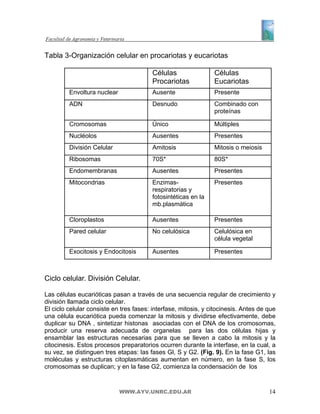 Tabla 3-Organización celular en procariotas y eucariotas

                                         Células                Células
                                         Procariotas            Eucariotas
         Envoltura nuclear               Ausente                Presente
         ADN                             Desnudo                Combinado con
                                                                proteínas

         Cromosomas                      Único                  Múltiples
         Nucléolos                       Ausentes               Presentes
         División Celular                Amitosis               Mitosis o meiosis
         Ribosomas                       70S*                   80S*
         Endomembranas                   Ausentes               Presentes
         Mitocondrias                    Enzimas-               Presentes
                                         respiratorias y
                                         fotosintéticas en la
                                         mb.plasmática

         Cloroplastos                    Ausentes               Presentes
         Pared celular                   No celulósica          Celulósica en
                                                                célula vegetal

         Exocitosis y Endocitosis        Ausentes               Presentes



Ciclo celular. División Celular.

Las células eucarióticas pasan a través de una secuencia regular de crecimiento y
división llamada ciclo celular.
El ciclo celular consiste en tres fases: interfase, mitosis, y citocinesis. Antes de que
una célula eucariótica pueda comenzar la mitosis y dividirse efectivamente, debe
duplicar su DNA , sintetizar histonas asociadas con el DNA de los cromosomas,
producir una reserva adecuada de organelas para las dos células hijas y
ensamblar las estructuras necesarias para que se lleven a cabo la mitosis y la
citocinesis. Estos procesos preparatorios ocurren durante la interfase, en la cual, a
su vez, se distinguen tres etapas: las fases Gl, S y G2. (Fig. 9). En la fase G1, las
moléculas y estructuras citoplasmáticas aumentan en número, en la fase S, los
cromosomas se duplican; y en la fase G2, comienza la condensación de los


                             WWW.AYV.UNRC.EDU.AR                                     14
 