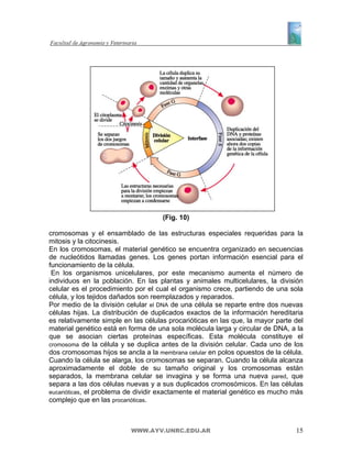 (Fig. 10)

cromosomas y el ensamblado de las estructuras especiales requeridas para la
mitosis y la citocinesis.
En los cromosomas, el material genético se encuentra organizado en secuencias
de nucleótidos llamadas genes. Los genes portan información esencial para el
funcionamiento de la célula.
 En los organismos unicelulares, por este mecanismo aumenta el número de
individuos en la población. En las plantas y animales multicelulares, la división
celular es el procedimiento por el cual el organismo crece, partiendo de una sola
célula, y los tejidos dañados son reemplazados y reparados.
Por medio de la división celular el DNA de una célula se reparte entre dos nuevas
células hijas. La distribución de duplicados exactos de la información hereditaria
es relativamente simple en las células procarióticas en las que, la mayor parte del
material genético está en forma de una sola molécula larga y circular de DNA, a la
que se asocian ciertas proteínas específicas. Esta molécula constituye el
cromosoma de la célula y se duplica antes de la división celular. Cada uno de los
dos cromosomas hijos se ancla a la membrana celular en polos opuestos de la célula.
Cuando la célula se alarga, los cromosomas se separan. Cuando la célula alcanza
aproximadamente el doble de su tamaño original y los cromosomas están
separados, la membrana celular se invagina y se forma una nueva pared, que
separa a las dos células nuevas y a sus duplicados cromosómicos. En las células
eucarióticas, el problema de dividir exactamente el material genético es mucho más
complejo que en las procarióticas.



                          WWW.AYV.UNRC.EDU.AR                                   15
 