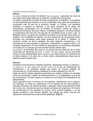Mitosis
La mitosis cumple la función de distribuir los cromosomas duplicados de modo tal
que cada nueva célula obtenga una dotación completa de cromosomas.
La mitosis comprende una serie de fases consecutivas: a) Interfase. La cromatina
ya está duplicada pero todavía no se ha condensado. Dos pares de centríolos se
encuentran justo al lado de la envoltura nuclear. b) Profase. Los centríolos
empiezan a moverse en dirección a los polos opuestos de la célula, los
cromosomas condensados son ya visibles, la envoltura nuclear se rompe y
comienza la formación del huso mitótico. c) Metafase temprana. Las fibras polares
y cinetocóricas del huso tiran de cada par de cromátides hacia un lado y otro. d)
Metafase tardía. Los pares de cromátides se alinean en el ecuador de la célula. e)
Anafase. Las cromátides se separan. Las dos dotaciones de cromosomas recién
formados son empujadas hacia polos opuestos de la célula. f) Telofase. La
envoltura nuclear se forma alrededor de cada dotación cromosómica y los
cromosomas se descondensan y adquieren, nuevamente, un aspecto difuso. Los
nucléolos reaparecen. El huso mitótico se desorganiza y la membrana plasmática
se invagina en un proceso que hace separar las dos células hijas.
La citocinesis es la división del citoplasma se produce por la contracción de un anillo
compuesto por filamentos de actina y miosina el anillo contráctil que se encuentra
unido a la cara citoplasmática de la membrana celular éste actúa en la membrana de
la célula materna, a la altura de su línea media, estrangulándola hasta que se
separan las dos células hijas.

Meiosis
Consiste en dos divisiones nucleares sucesivas, designadas meiosis I y meiosis II.
La meiosis es un tipo especial de división nuclear en el que se redistribuyen los
cromosomas y se producen células que tienen un número haploide de
cromosomas (n). La fecundación restablece el número diploide (2n) (Fig.10)
Cada una de las células haploides producidas por meiosis contiene un complejo
único de cromosomas, debido al entrecruzamiento y a la segregación al azar de
los cromosomas. De esta manera, la meiosis es una fuente de variabilidad en la
descendencia.
Cada organismo tiene un número de cromosomas característico de su especie.
Sin embargo, en estos los organismos y en la mayoría de las otras plantas y
animales conocidos, las células sexuales, o gametos, tienen exactamente la mitad
del número de cromosomas que las células somáticas del organismo. El número
de cromosomas de los gametos se conoce como número haploide, y en las
células somáticas, como número diploide. Las células que tienen más de dos
dotaciones cromosómicas se denominan poliploides. (Fig.11)




                            WWW.AYV.UNRC.EDU.AR                                     16
 