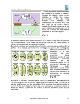 Existen importantes diferencias entre
                                            los procesos de mitosis y meiosis.
                                            Durante la meiosis, cada núcleo
                                            diploide se divide dos veces,
                                            produciendo un total de cuatro
                                            núcleos.     Sin      embargo,     los
                                            cromosomas se duplican sólo una
                                            vez, antes de la primera división
                                            nuclear. Por lo tanto, cada uno de los
                                            cuatro núcleos producidos contiene la
                                            mitad del número de cromosomas
                                            presentes en el núcleo original.

                                            (Fig.11)


A diferencia de lo que ocurre en la meiosis, en la mitosis, luego de la duplicación
de los cromosomas, cada núcleo de divide sólo una vez. En consecuencia, el
número de cromosomas se mantiene invariable.
Durante la interfase que precede a la meiosis, los cromosomas se duplican. En la
profase I de la meiosis, los cromosomas homólogos se aparean. Un homólogo de
                                                        cada par proviene de un
                                                        progenitor, y el otro
                                                        homólogo,       del    otro
                                                        progenitor.           Cada
                                                        homólogo consta de dos
                                                        cromátides       hermanas
                                                        idénticas,     que       se
                                                        mantienen unidas por el
                                                        centrómero. Mientras los
                                                        homólogos             están
                                                        apareados, ocurre entre
                                                        ellos el entrecruzamiento,
                                                        dando como resultado el
                                                        intercambio de material
                                                        cromosómico.
                                                        (Fig.12)

Al finalizar la meiosis I, los cromosomas homólogos se separan. Se producen dos
núcleos, cada uno con un número haploide de cromosomas. Cada cromosoma, a
su vez, está formado por dos cromátides. En la segunda etapa de la meiosis, la
meiosis II, las cromátides hermanas de cada cromosoma se separan, como si
fuese una mitosis Cuando los dos núcleos se dividen, se forman cuatro células
haploides.




                          WWW.AYV.UNRC.EDU.AR                                   17
 
