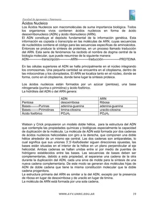 Ácidos Nucleico
Los Ácidos Nucleicos son macromoléculas de suma importancia biológica. Todos
los organismos vivos contienen ácidos nucleicos en forma de ácido
desoxirribonucleico (ADN) y ácido ribonucleico (ARN).
El ADN constituye el depósito fundamental de la información genética. Esta
información es copiada o transcripta en las moléculas de ARN, cuyas secuencias
de nucleótidos contiene el código para las secuencias específicas de aminoácidos.
Entonces se produce la síntesis de proteínas, en un proceso llamado traducción
del ARN. Esta serie de fenómenos ha recibido el nombre de dogma central de la
biología molecular, que puede resumirse de la siguiente manera:
ADN-------------transcripción-----------ARN-----------traducción----------------PROTEINA

En las células superiores el ADN se halla principalmente en el núcleo integrando
los cromosomas. Una pequeña cantidad se encuentra en el citoplasma, dentro de
las mitocondrias y los cloroplastos. El ARN se localiza tanto en el núcleo, donde se
forma, como en el citoplasma, donde tiene lugar la síntesis proteica.

Los ácidos nucleicos están formados por un azúcar (pentosa), una base
nitrogenada (purina o pirimidina) y ácido fosfórico.
La hidrólisis del ADN o del ARN genera:

                              ADN                           ARN
Pentosa                       desoxirribosa                 Ribosa
Bases--------Purinas          adenina-guanina               adenina-guanina
Bases--------Pirimidinas      timina-citosina               uracilo-citosina
Ácido fosfórico               PO4H3                         PO4H3


Watson y Crick propusieron un modelo doble hélice, para la estructura del ADN
que contempla las propiedades químicas y biológicas especialmente la capacidad
de duplicación de la molécula. La molécula de ADN está formada por dos cadenas
de ácidos nucleicos helicoidales con giro a la derecha, que componen una doble
hélice alrededor de un mismo eje central. Las dos cadenas son antiparalelas, lo
cual significa que sus uniones 3’,5’-fosfodiester siguen direcciones opuestas, las
bases están situadas en el interior de la hélice en un plano perpendicular al eje
helicoidal. Ambas cadenas se hallan unidas entre sí por medio de puentes de
hidrógeno establecidos entre las bases. Las secuencias de bases deben ser
complementarias, debido a esta propiedad, al separarse una cadena de la otra
durante la duplicación del ADN, cada una sirve de molde para la síntesis de una
nueva cadena complementaria. De este modo se generan dos moléculas hijas de
ADN de doble cadena que tiene la misma constitución molecular que la doble
cadena progenitora.
La estructura primaria del ARN es similar a la del ADN, excepto por la presencia
de ribosa en lugar de desoxirribosa y de uracilo en lugar de timina.
La molécula de ARN está formada por una sola cadena.


                            WWW.AYV.UNRC.EDU.AR                                      19
 