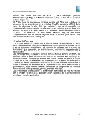 Existen tres clases principales de ARN: 1) ARN mensajero (ARNm);
ARNribosómico (ARNr) y el ARN de transferencia (ARNt).Los tres intervienen en la
síntesis de proteica.
El ARNm lleva la información genética tomada del ADN que establece la
secuencia de los aminoácidos en la proteína. El ARNr representa el 50% de la
masa del ribosoma (el otro 50% son proteínas), que es el organoide que
proporciona el sostén molecular para las reacciones químicas que dan lugar a la
síntesis de proteica. El ARNt identifica y transporta a los aminoácidos hasta el
ribosoma. Las moléculas de ARN tienen extensas regiones con bases
complementarias esto le permite plegarse sobre sí mismas para formar unas
estructuras llamadas asas en horquilla.

Hidratos de Carbono
Los hidratos de carbono constituyen la principal fuente de energía para la célula,
están compuestos por, hidrógeno y oxígeno, son constituyentes de la pared celular
y de las sustancias intercelulares. Se clasifican de acuerdo con el número de
monómeros que contienen, en monosacáridos, disacáridos, oligosacáridos y
polisacáridos.
Los monosacáridos son azúcares simples con una fórmula general Cn (H2O)n , se
clasifican sobre la base del número de átomos de carbono que contienen, en
triosas, pentosas y hexosas. La glucosa que es una hexosa, constituye la fuente
primaria de enrgía para la célula. Los disacáridos son azúcares formados por la
combinación de dos monómeros de hexosa. Los oligosacáridos se hallan unidos a
lípidos y proteínas, de modo que en el organismo forman parte de glicolípidos y
glicoproteínas, estos forman cadenas ramificadas de compuestas por distintos
monosacáridos como: galactosa, glucosa, manosa, xilosa etc.
Los polisacáridos que resultan de la combinación de hexosas los más importantes
son el almidón y el glucógeno, que representan sustancias de reserva alimenticia
en células vegetales y animales.




                          WWW.AYV.UNRC.EDU.AR                                  20
 