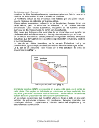 proteicos de RNA llamados ribosomas que desempeñan una función clave en la
unión de los aminoácidos durante la síntesis de proteínas.
La membrana celular de los procariotas está rodeada por una pared celular
externa rígida que es elaborada por la propia célula.
 Ciertas células eucarióticas, incluyendo las de las plantas y hongos, tienen una
pared celular, pero su estructura es diferente            a las paredes celulares
procarióticas. Otras células eucarióticas, incluyendo las de nuestros propios
cuerpos y las de otros animales, no tienen paredes celulares.
 Otro rasgo que distingue a los eucariotas de los procariotas es el tamaño: las
células eucarióticas habitualmente son de mayor tamaño que las procarióticas.
En las células eucarióticas, ciertas proteínas se organizan formando intrincadas
estructuras que dan lugar al citoesqueleto que aporta sostén estructural y posibilita
el movimiento celular.
Un ejemplo de células procariotas es la bacteria Escherichia coli y las
cianobacterias, (grupo de procariotas fotosintéticos) llamadas antes algas azules.
La E. coli es un procariota que resulta ser el más estudiado de todos los
organismos vivos.(Fig 1).




                         Célula procariota E. coli. (Fig. 1).

El material genético (DNA) se encuentra en la zona más clara, en el centro de
cada célula. Esta región no delimitada por membrana se llama nucleoide. Los
pequeños granos del citoplasma son los ribosomas. Las dos células del centro se
acaban de dividir y todavía no se han separado completamente.
En las células eucarióticas, sus funciones vitales se llevan a cabo en una gran
variedad de estructuras rodeadas por membranas llamadas organelas que
constituyen distintos compartimientos internos dentro del citoplasma y las
describiremos a continuación.




                           WWW.AYV.UNRC.EDU.AR                                     4
 