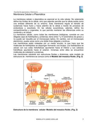 Membrana Celular o Plasmática

La membrana celular o plasmática es esencial en la vida celular. No solamente
define los límites de la célula, sino que además permite que la célula exista como
una entidad diferente de su entorno. Esta membrana regula el tránsito de
sustancias hacia fuera y hacia adentro de la célula a través de procesos de
endocitosis y exocitosis. En las células eucarióticas, además, define los
compartimientos y organelas, lo que permite mantener las diferencias entre su
contenido y el citosol.
La membrana celular, como todas las membranas biológicas, consiste en una
delgada capa de fosfolípidos y proteínas; tiene entre 7 y 9 nanómetros de grosor y
no puede ser resuelta por el microscopio óptico. En cambio, con el microscopio
electrónico, puede verse como una doble línea delgada y continua.
Las membranas están rodeadas por un medio acuoso, lo que hace que las
moléculas de fosfolípidos se dispongan formando una bicapa. Los fosfolipodos se
ubican con sus colas hidrofobicas apuntando hacia el interior y sus cabezas
hidrofilicas apuntando hacia el exterior. Inmersas entre ellos se encuentran
moléculas de colesterol y proteínas.
Las membranas celulares son estructuras fluidas y dinámicas, este modelo de
estructura de membrana se conoce como el Modelo del mosaico fluido. (Fig. 2)




Estructura de la membrana celular- Modelo del mosaico fluido. (Fig. 2)



                          WWW.AYV.UNRC.EDU.AR                                   5
 