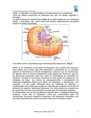 núcleo ni organelas y no está dividido en compartimientos por membranas.
 Entre las células eucarióticas se distinguen dos tipos de células, vegetales y
animales.
La célula animal de la siguiente figura (Fig. 3), se halla limitada por una membrana
celular o plasmática, que actúa como una barrera selectivamente permeable
respecto al medio circundante.




Una célula animal, interpretada según fotomicrografías electrónicas. (Fig.3)

Dentro de la membrana se encuentra el citoplasma, que contiene las enzimas y
otros solutos de la célula, este está atravesado y subdividido por un complejo
sistema de membranas, el retículo endoplásmico, parte del cual se muestra aquí.
En algunas áreas, el retículo endoplásmico está cubierto por ribosomas, que son
las estructuras especiales sobre las cuales los aminoácidos se ensamblan en
proteínas. También se encuentran ribosomas en otras partes del citoplasma. Los
complejos de Golgi son centros de empaquetamiento o compactación de
moléculas sintetizadas dentro de la célula. Los lisosomas y peroxisomas son
vesículas    en las cuales diferentes tipos de moléculas se degradan a
constituyentes más simples que pueden ser utilizados por la célula o en el caso de
productos de desecho, eliminados fácilmente. Las mitocondrias son el asiento de
las reacciones químicas que suministran energía para las actividades celulares.
El citoesqueleto, que es una red altamente estructurada y compleja de filamentos
proteicos, ocupa todo el citoplasma. Entre sus componentes están los
microtúbulos, que tienen aspecto de bastones y los filamentos intermedios, que
son estructuras filiformes que se concentran cerca de la membrana celular.




                           WWW.AYV.UNRC.EDU.AR                                    7
 