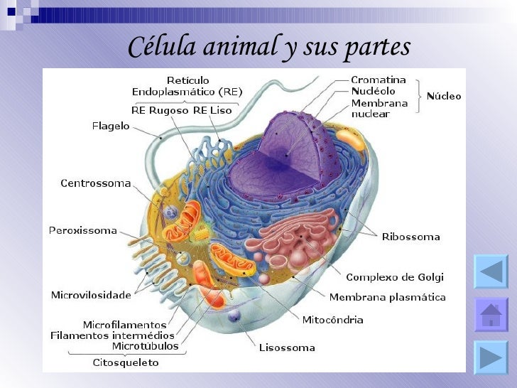 Modulo La Celula