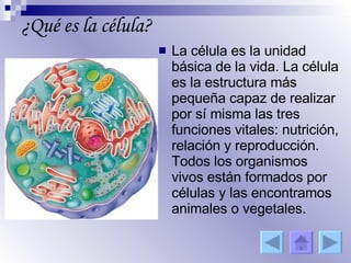 ¿Qué es la célula? La célula es la unidad básica de la vida. La célula es la estructura más pequeña capaz de realizar por sí misma las tres funciones vitales: nutrición, relación y reproducción. Todos los organismos vivos están formados por células y las encontramos animales o vegetales. 