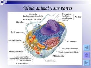 Célula animal y sus partes 