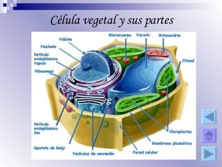 Célula vegetal y sus partes 