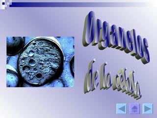 Organelos de la célula 