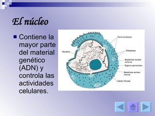 El núcleo Contiene la mayor parte del material genético (ADN) y controla las actividades celulares. 