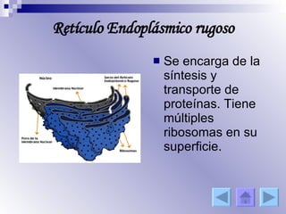 Retículo Endoplásmico rugoso Se encarga de la síntesis y transporte de proteínas. Tiene múltiples ribosomas en su superficie. 