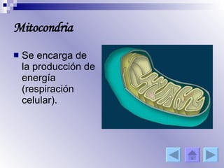 Mitocondria Se encarga de la producción de energía (respiración celular). 