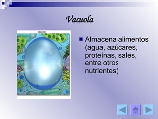 Vacuola Almacena alimentos (agua, azúcares, proteínas, sales, entre otros nutrientes) 