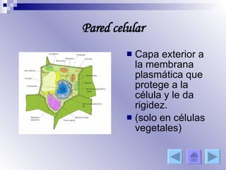 Pared celular Capa exterior a la membrana plasmática que protege a la célula y le da rigidez. (solo en células vegetales) 