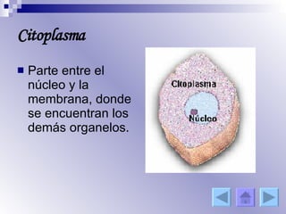 Citoplasma Parte entre el núcleo y la membrana, donde se encuentran los demás organelos. 