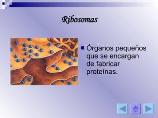 Ribosomas Órganos pequeños que se encargan de fabricar proteínas. 