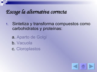Sintetiza y transforma compuestos como carbohidratos y proteínas: a.  Aparto de  Golgi b.  Vacuola c.  Cloroplastos Escoge la alternativa correcta 