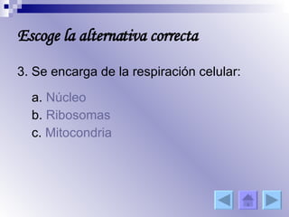 3. Se encarga de la respiración celular:   a.  Núcleo   b.  Ribosomas   c.  Mitocondria Escoge la alternativa correcta 
